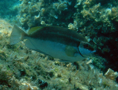 Rabbitfish