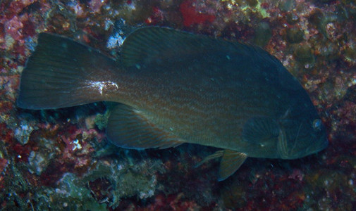 Striped grouper