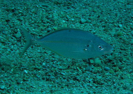 White trevally